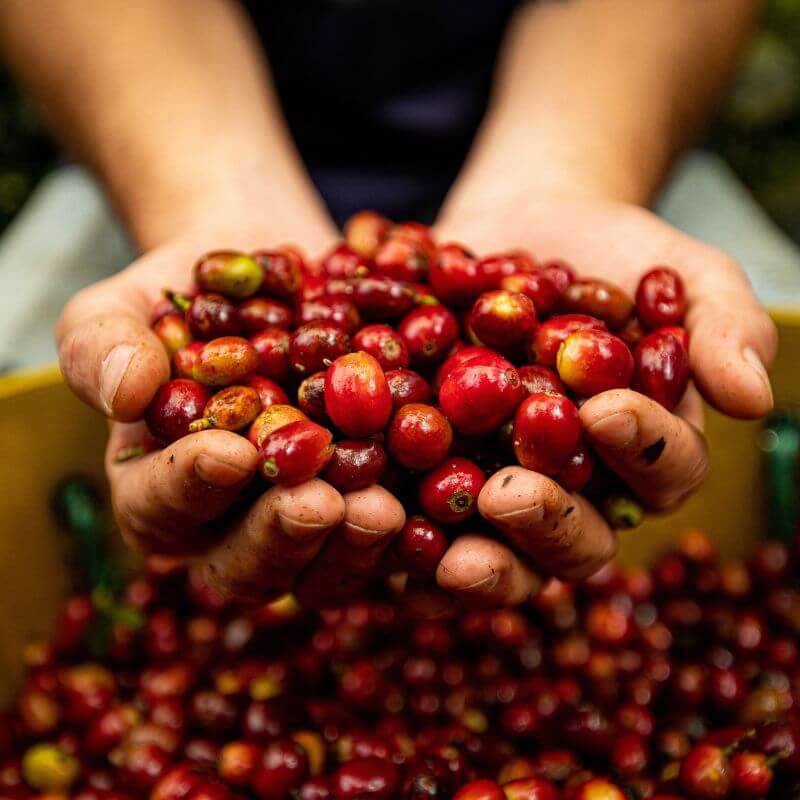 Temp Finca images, delete After (4)